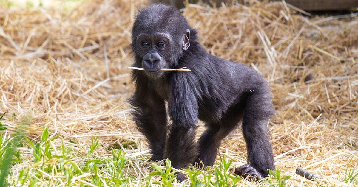 Animals | Child Goes Free... last one to the Zoo is a gorilla poo at ...