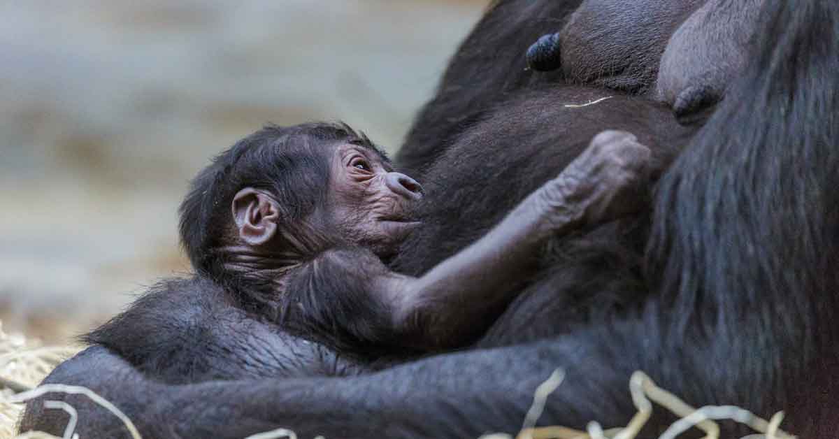 Animals | Zookeepers Filmed Gorilla Giving Birth. They All Screamed ...