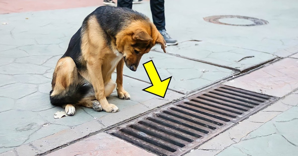 Animals | The Dog Looked into the Storm Drain Every Day, and when it ...